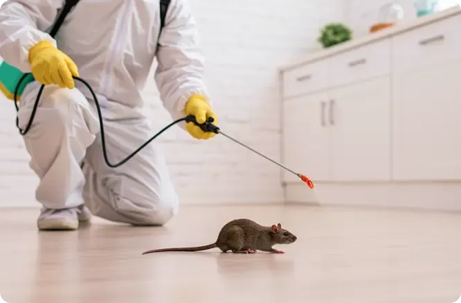 Pest control technician inspecting rodent entry points in Yuma AZ property